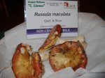 russula maculata